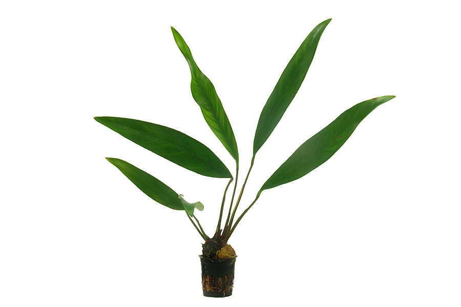 Anubias Lanceolata | CO2 Supermarket