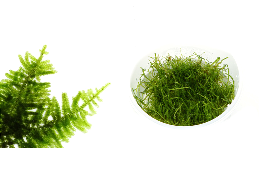 Taxiphyllum 'Spiky Moss' | CO2 Supermarket